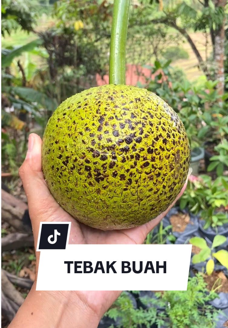 Kalau ditempat kalian apa namanya?? #buah #buahmajujaya #buahindonesia #buahhutan #buahnusantara #buahlangka #buahsegar #fruit #buahasia #asianfruit 