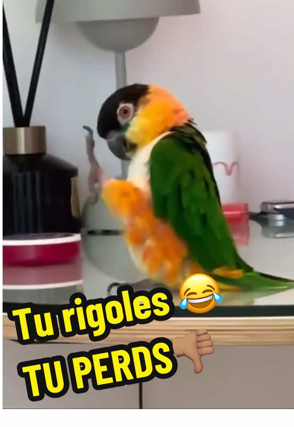 Ils sont tellement drôle 🦜😂 #perrotquetdrome #funnyparrot #animauxdrole 