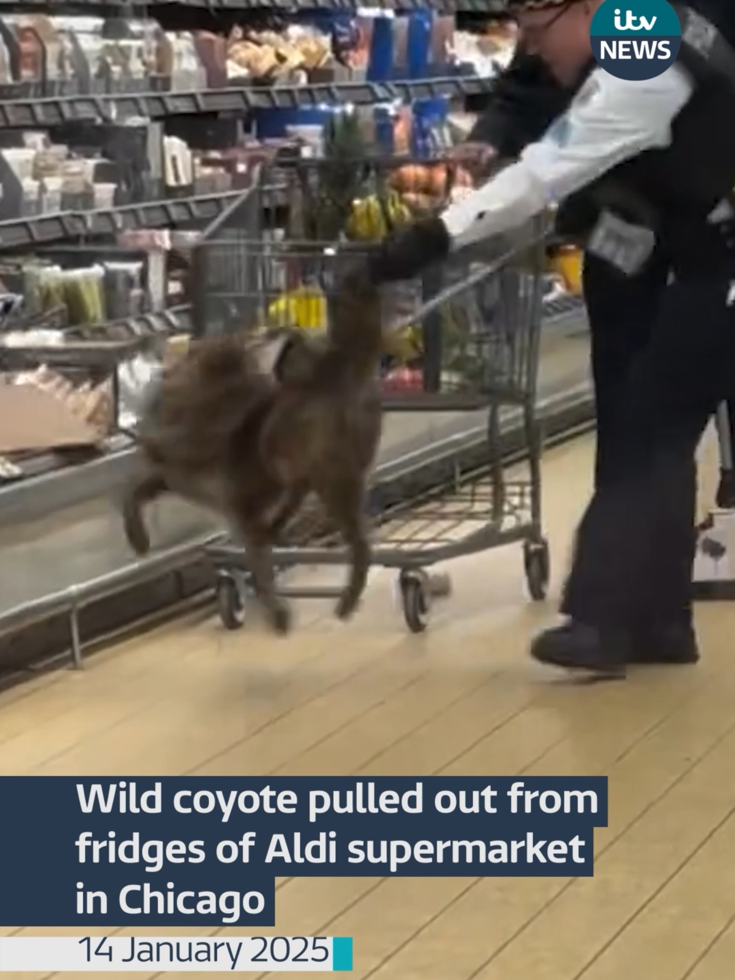 Wild coyote pulled out from fridges of Aldi supermarket in Chicago #news #itvnews