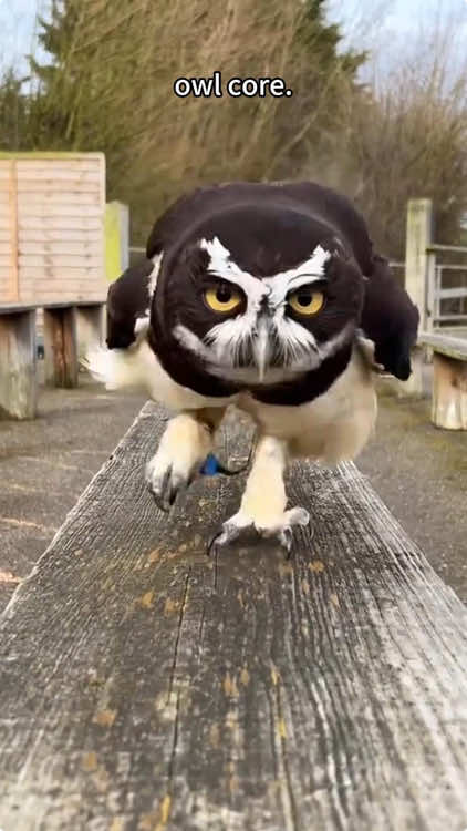 Owl core🥰🤣#owl #owlhouse #owls #owlsoftiktok #owllove #parrot 