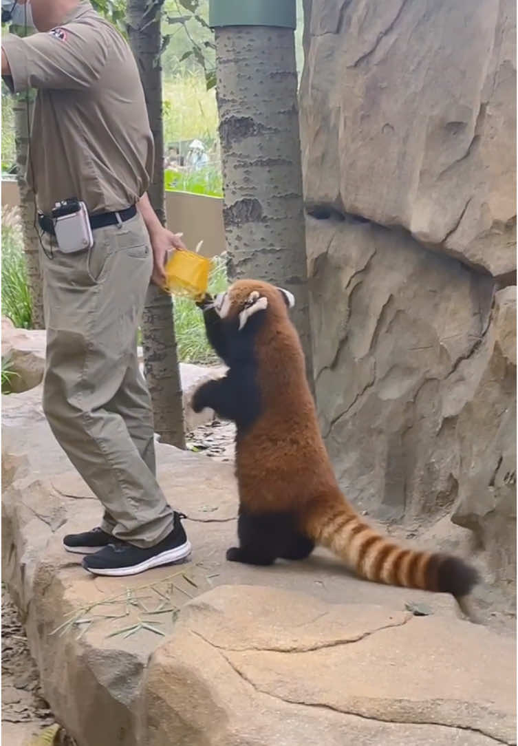 Red panda. I want this basket. #redpanda #cute #animallover #fypシ #amsr 