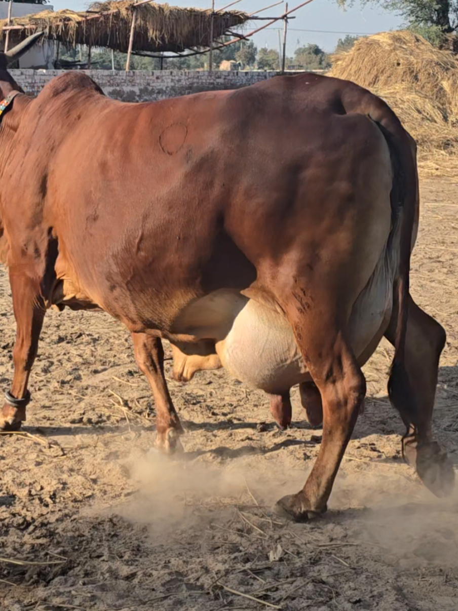 Cat walk! #cow #nature #cholistanicow #cholistani #cholistan #buffalo #rohi #elitecow #sahiwalbreed #village #cow  @Cholistani Cows Usman GILL @Sajid bukhari290hr @Dr Asif Bajwa 