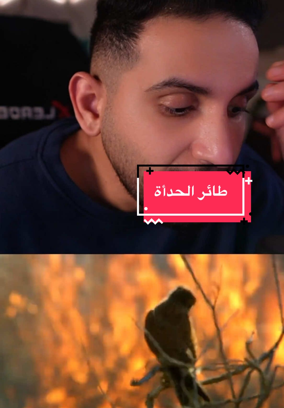 طائر الحدأة #نار #غابة #حدأة #طيور #معلومات #عبدالاله_bs #خذلك_خبر 