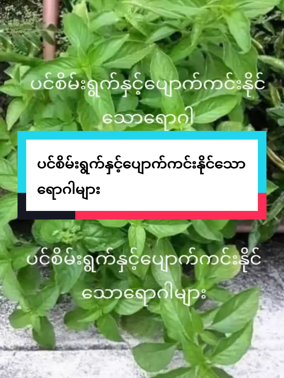 #ပင်စိမ်းရွက်  (၁) နားကိုက် ပင်စိမ်းရွက်ကို မီးအုံးပြီး နားထဲသို့ အရည် နှစ်စက်လောက် ကျအောင် ညှစ်ထည့်ပေးပါ။ (၂) သွားကိုက်ပင်စိမ်းသတ္ထုရည်နှင့် ငရုတ်ကောင်း၊ ပရုတ်တို့ကို ကြိတ်ပြီး အလုံးကလေးများလုံး၍ သွားပိုးစားသည့် သွားအခေါင်းထဲသို့ ထည့်ပေးပါ။ (၃) ကလေး ကျောပူ ခေါင်းပူ ပင်စိမ်းရွက်နဲ့ ကွမ်းရွက် ဆတူယူ၍ ကျပ်ခိုးနှင့် နနွင်းမှုန့် အနည်းငယ်ဖြင့် ရောကြိတ်ပြီး လိမ်းပေးပါ။ (တကိုယ်လုံး ခပ်ပါးပါး လိမ်းပေးပါ) (၄) ခေါင်းတခြမ်းကိုက် ပင်စိမ်းရွက်သတ္ထုရည် လတ်လတ်ဆတ်ဆတ် ညှစ်ရည်ကိုယူ၍ နားထင်နှင့် နဖူးတွင် လိမ်းပေးပါ။ (၅) ဆီးချုပ်၊ ဆီးအောင့်၊ အသည်းရောင်၊ အသားဝါ= နှမ်းစေ့နှင့် ပင်စိမ်း စေ့ကို ဆတူကြိတ်ပြီး ထန်းလျက်နဲ့ တေ၍ ဆီးကင်းလောက် အလုံးလေးများ လုံးထားပါ။ ခြောက်အောင် နေလှန်းပြီး နံနက်-ည တလုံးကျစီ စားပေးပါ။ ထိုသို့စားပေးခြင်းဖြင့် လိပ်ခေါင်းရောဂါ၊ မြင်းသရိုက်နာ ရောဂါများ ပျောက်၏။ (၆) သားသမီး ဝေးလိုသော် ပင်စိမ်းရွက် လက်တွင်းတဆုပ် ပြုတ်ရည် တပန်းကန်ကို ဥတုသွေးလာပြီးသည့် နောက်သုံးရက် ဆက်တိုက် သောက် ပေးပါ။ (၇) အဖျားနာတာရှည် နံနက်စောစော ပင်စိမ်းရွက်သတ္ထုရည် ကြွေဇွန်းသတ္ထုရည် တဇွန်းကျ သောက်ပေးပါ၊ အဖျားကျ သွားပါမည်။ (၈) ငှက်ဖျားပင်စိမ်း လတ်လတ်ဆတ်ဆတ် လေး-ငါးရွက်မျှကို ငရုတ် ကောင်းစေ့ အနက် သုံးစေ့၊ တပတ်လျှင် နှစ်ကြိမ် မှန်မှန်သောက်ပေးပါ။ (၉) ပွေးနာ၊ အရေပြား ယားနာပင်စိမ်းရွက်ကို သံပုရာရည်နှင့် ရောပြီး ညက်နေအောင် ထောင်းပါ၊ ထိုထောင်းထားသည့် အရွက်ဖြင့် ပွတ်တိုက်ပေးပါ အုံပေးပါ။ (၁၀) အစာမကြေ၊ ဝမ်းကိုက်ပင်စိမ်းရွက်ပြုတ်ရည်ကို သောက်ပေးပါ။ သတ္ထုရည်သောက်ပေးပါ။ (၁၁) လည်ချောင်းနာ၊ အသံဝင်ပ်ေစိမ်းစေ့ (ပင်ပွား)ကို ရေစိမ်၍ ထိုရေကို သောက်ပေးပါ။ (၁၂) အိုင်းအနာ၊ အဖုအနာပင်စိမ်းရွက်ပြုတ်ရည်ကို အဖုအနာများနှင့် အိုင်းနာများအပေါ် ဖန်ရည်ဆေးပေးပါ။ အနာ၌ ပိုးတွယ်ခဲ့လျှင် ပင်စိမ်းရွက် ခြောက်မှုန့်ကို ဖြူးပေးပါ။ (၁၃) အရေပြားအနာများ(အရေပြားရောဂါဟူသမျှ) ပင်စိမ်းရွက် သတ္ထုရည် (၅၀)ကျပ်သား၊ နှမ်းဆီ (၁၅)ကျပ်သား ရော၍ မီးမျှဉ်းမျှဉ်းနှင့် ရေခန်းသည် အထိ ချက်ပေးပါ။ ထိုဆီဖြင့် အရေပြားနာ၊ ယားယံနာ ဟူသမျှ လိမ်းပေ (၁၄) ဗိုက်ကြောပြတ် (ကိုယ်ဝန်ဆောင်) ဗိုက်ကြောပြတ်ပြီး ယားယံနေပါက ပင်စိမ်းရွက်ခြောက်မှုန့် ဖြူးပြီး ပွတ်သပ်ပေးပါ။ (၁၅) ဝက်ခြံ၊ တင်းတိပ်၊ ညှင်း၊ အဖြူကွက်ပင်စိမ်းရွက် သတ္ထုရည်ကို လိမ်းပေးပါ။ (၁၆) ကလေး သန်ကျပင်စိမ်းသတ္ထုရည်ကို တိုက်ပေးပါ။ (၁၇) နားအူ၊ နားကိုက်၊ နားပြည်ယို ပင်စိမ်းရွက် သတ္ထုရည်ကို ဇွန်းဖြင့် ထည့်၍ မီးဖြင့်အပူပေးပါ။ ထိုသတ္ထုရည် နွေးနွေး နှစ်စက် သုံးစက်ခန့် ထည့်ပါ။ (၁၈) နှာခေါင်းနှာပိတ်၊ နှာခေါင်းအတွင်းမြှေးရောင် ပင်စိမ်းရွက်ကို အခြောက်လှန်းပြီး ညက်နေအောင် အမှုန့် ထောင်းပါ။ နှာဆေးအဖြစ် အသုံးပြုပါ။ (၁၉) ငှက်ဖျားတုန်ချမ်း ပင်စိမ်းအမြစ်ကို ရေသုံးခွက်တခွက်တင် ကျိုပြီး သောက်ပေးပါ။ ချွေးထွက်လာပြီး အဖျားကျသွားပါမည်။ (၂၀) ပျား၊ ပုရွက်ဆိတ်၊ ကင်း အဆိပ်ရှိအကောင် ကိုက်လျှင်ပင်စိမ်းပင် ပဉ္စငါးပါးကို ထုထောင်းပြီး အုံပေးပါ။ (၂၁) လည်ချောင်းနာ၊ ပန်းနာ၊ ချောင်းခြောက်ဆိုးပင်စိမ်းပွင့် အတ့လိုက်ကို ချင်းခြောက်၊ ကြက်သွန်နီနှင့် ထုထောင်း၍ ပျားရည်နှင့် ရော၍ လျှက်ပေးပါ။ သလိပ်မရသည့် ချောင်းဆိုးနာများ ပျောက်ကင်းစေပါသည်။ (၂၂) သားသမီး ဝေးလိုသောအမျိုးသားများ ပင်စိမ်းရွက်ဆယ်ရွက်ကို နေ့စသ်စားပေးပါ။ ကျန်းမာရေးကို လုံးဝ မထိခိုက်စေဘဲ ပိုမို၍ သွက်လက် ထက်မြက်စေကြောင်း အိန္ဒိယဆေးသုတေသနမှ ထုတ်နုတ်ဖော်ပြခဲ့၏။ (၂၃) ချောင်းဆိုးပျောက် ပင်စိမ်းရွက် သတ္ထုရည်ကို ပျားရည်နှင့် ဆတူ ရောပြီး တနေ့သုံးကြိမ် သောက်ပေးပါ။ သလိပ်ရွှင်ပြီး ချောင်းဆိုးပျောက် စေ၏။ (၂၄) အစာအိမ်အချဉ်ပေါက်လေနာ ပင်စိမ်းရွက်ခြောက်ကို ရေနွေးစိမ်၍ ရေနွေးကြမ်းသောက်သလို သောက်ပေးပါ၊ ကလေးများ လေထိုး၊ လေအောင့် ရောဂါပါ ပျောက်ကင်းစေနိုင်ပါသည်။ (၂၅) အအေးမိ၊ နှာစေး၊ ချောင်းဆိုး ပင်စိမ်းရွက်အစိုကို သုံးခွက် တခွက်တင် ကျိုပြီး ပူပူလေးသောက်ပေးပါ။ တုပ်ကွေး ရောဂါများကိုပင် ပျောက်ကင်း စေနိုင်ပါသည်။ (၂၆) အဆုတ်ရောဂါ၊ ပန်းသေ ရောဂါ၊ မျက်စိရောဂါ၊ ချောင်ဆိုးပန်းနာ မျောက်သား ကိုကင်၍ ပင်စိမ်းနိုင်နိုင်နှင့် ကြော်စားပါ။ (၂၇) လေငန်း၊ လေဖြတ်၊ အဆစ်ရောင် ပင်စိမ်းပဉ္စငါးပါးကို ရေနွေးဖျော၍ အငွေ့ကိုရှူပေးပါ။ (၂၈) မြွေနှင့် အဆိပ်ရှိသတ္တဝါ ကိုက်ခဲပါက ပင်စိမ်းရွက်နှင့် ပျဉ်းတော်သိမ် ရွက်ကို ဆတူကြိတ်၍ ဆီးသီးလုံးခန့် နံနက်တလုံး၊ ညတလုံး စားပေးပါ။ ကိုက်ခံရသည့် ဒဏ်ရာတွင် ကြိတ်ဖတ်ကို အုံ၍ အဝတ်ဖြင့် စည်းပေးပါ။ (၂၉) သူငယ်နာ ကျောပူခေါင်းပူ ပင်စိမ်းရွက်၊ ကွမ်းရွက်၊ နနွင်းမှုန့်၊ ကျပ်ခိုး အနည်းငယ် ရောကြိတ်၍ ကလေးကို ခပ်ပါးပါး လိမ်းပေးပါ။ ဦးခေါင်းမှ ခြေဖျား အထိ သပ်ချပေးပါ။ (၃၀) မီးဖွားပြီးစ အပုပ်ဆန် ပင်စိမ်းရွက် ကြော်စားပါ။ (၃၁) ပန်းသေ၊ ပန်းညှိုး၊ ဝမ်းပျက် ပင်စိမ်းရွက်ကိ #ပင်စိမ်းရွက် #titokuni #ကျန်းမာရေးဗဟုသုတ 