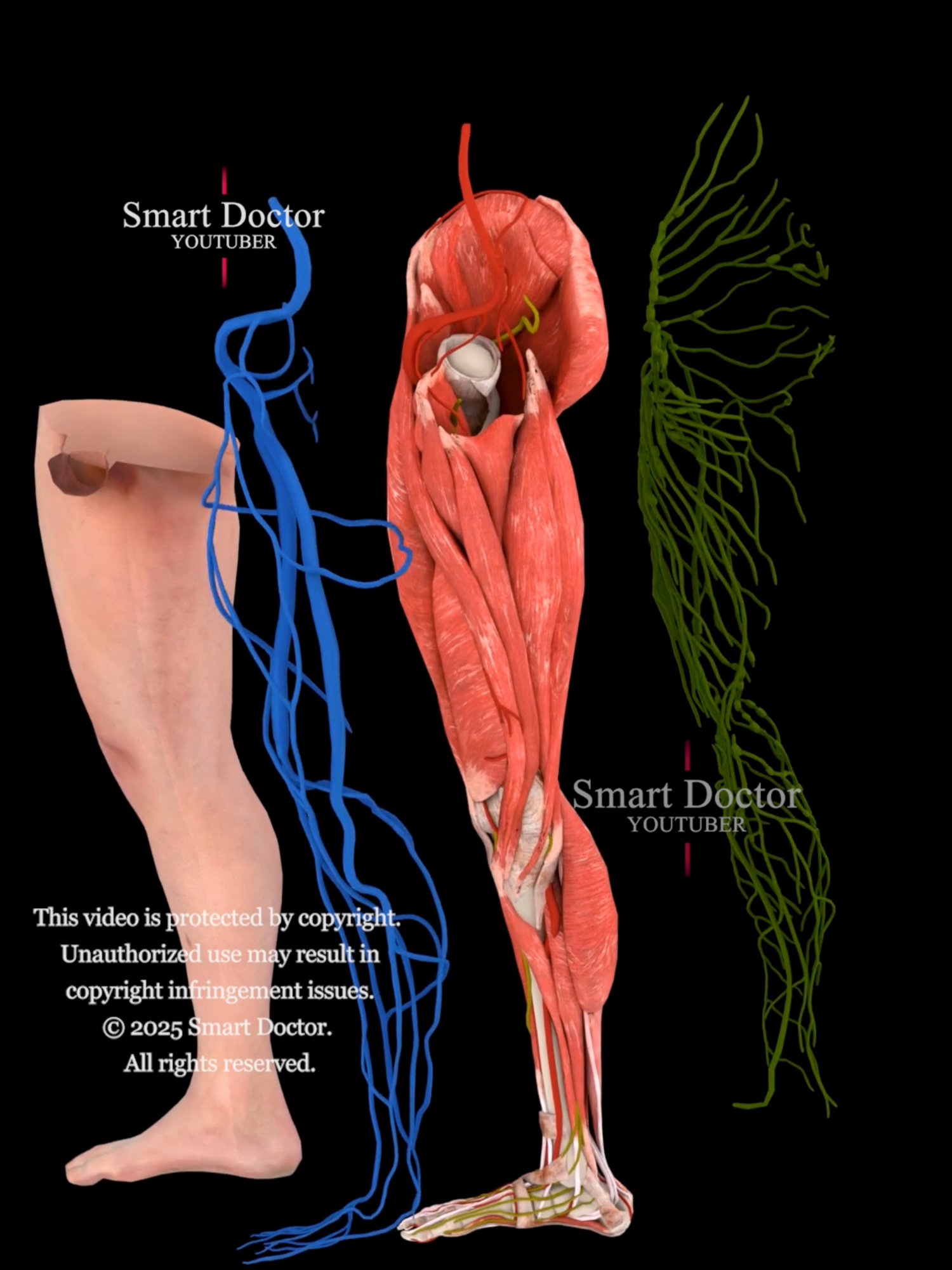 #TikTokAwards  Anatomy of the Human Leg with all its Systems ✨ . . The human leg consists of several key systems and components: Skeletal System Femur: Thigh bone, the longest in the body. Patella: Kneecap, protects the knee joint. Tibia: Shin bone, larger and weight-bearing. Fibula: Smaller bone alongside the tibia. Tarsals: Seven ankle bones. Metatarsals: Five foot bones. Phalanges: Toe bones. Muscular System Quadriceps: Four muscles extending the knee. Hamstrings: Three muscles flexing the knee. Gastrocnemius: Calf muscle aiding plantar flexion. Soleus: Assists in plantar flexion, under the gastrocnemius. Tibialis Anterior: Responsible for foot dorsiflexion. Nervous System Sciatic Nerve: Largest nerve, runs from lower back to legs. Femoral Nerve: Innervates the quadriceps and thigh skin. Tibial and Common Peroneal Nerves: Innervate the lower leg and foot. Circulatory System Femoral Artery: Main blood supply to the thigh. Popliteal Artery: Continuation behind the knee. Tibial Arteries: Supply the lower leg. Veins: Include the great saphenous vein and deep veins. Lymphatic System Lymph nodes in the groin and popliteal areas filter lymph fluid. Integumentary System Skin: Protects the leg, contains hair follicles and glands. Subcutaneous Tissue: Provides insulation and cushioning. Articular System Knee Joint: Allows flexion and extension. Ankle Joint: Allows dorsiflexion and plantar flexion. Summary: The human leg is a complex structure of multiple systems that enable movement, support, and various functions, with each component playing a vital role in mobility. . . . #humanleg #anatomy #skeletalsystem #muscularsystem #nervoussystem #circulatorysystem #lymphaticsystem #femur #patella #fibula #tarsals #quadriceps #hamstrings #tibia #anatomi #anatomia #anatomía #Rectum #pregnancy