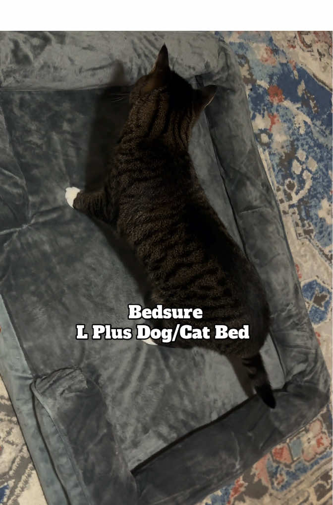 Orthopedic Dog Bed from @Bedsure Pet #bedsure #dogbed #TikTokShop #tiktokshoppets #catbed #petbed #orthopedic #orthopedicbed #pets #cats #fyp #cats #kittens #catlovers #doglover 