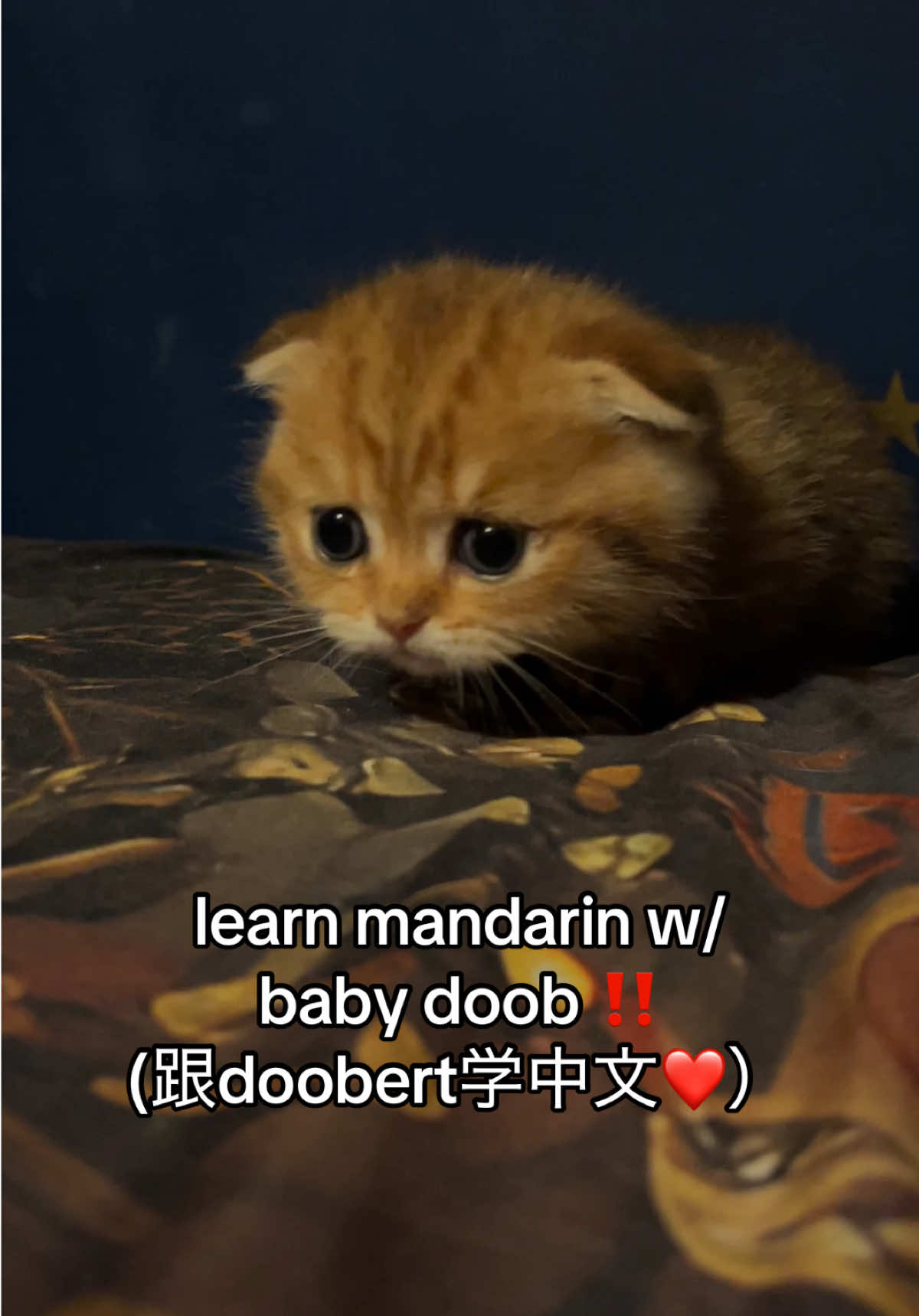 should we join rednote? this video was also an excuse to post baby doob videos we’ve never posted before haha #fyppppppppppppppppppppppp #kitten #catsoftiktok #scoobdoobgoob #fypシ゚viral 