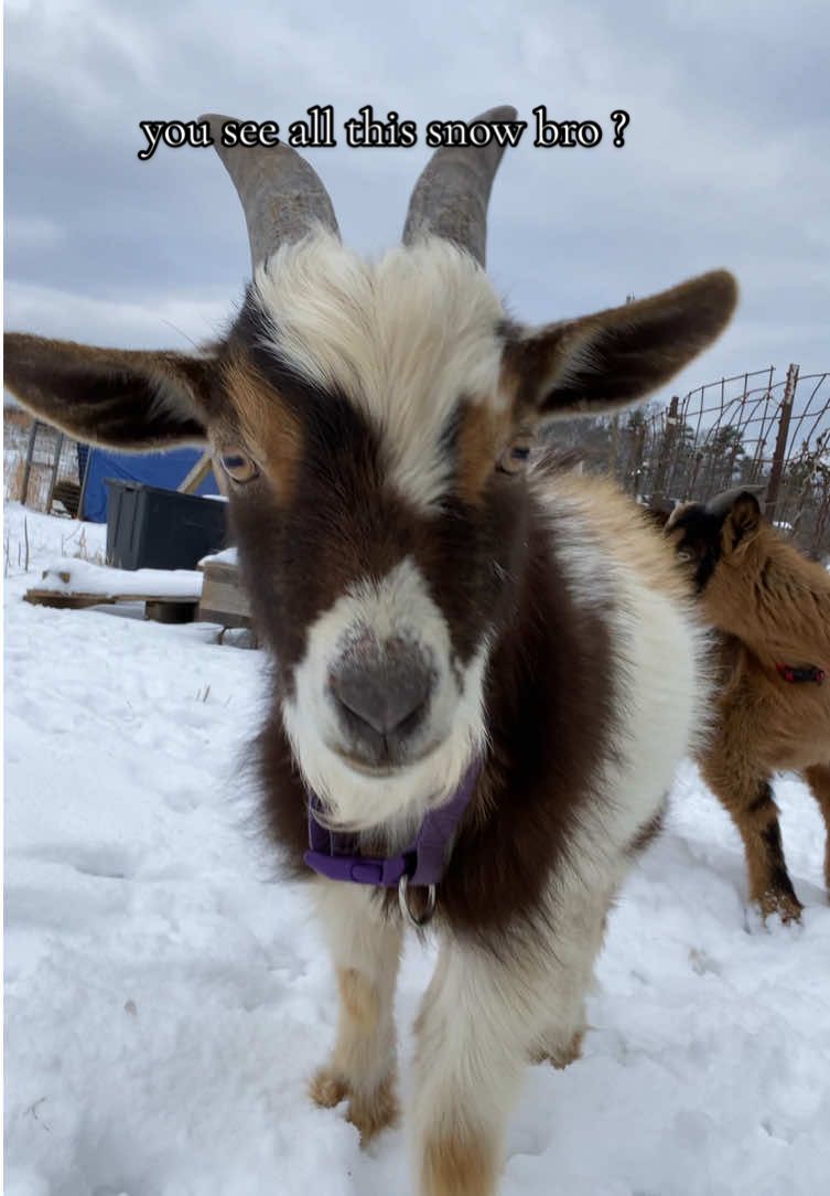 Surprisingly enough, they don’t hate the snow. They could do without it though. 🥴😅 #goatsoftiktok #goat #fyp #teamwork 