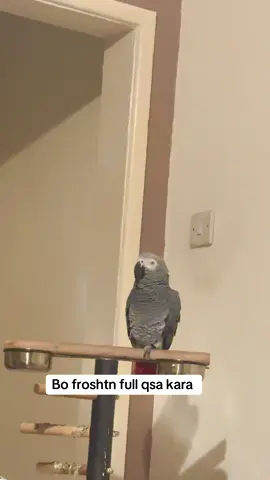 #kurdstan #kakarash👑 #kurd #parrot #barbershop #birmingham #uk #unitedkingdom 