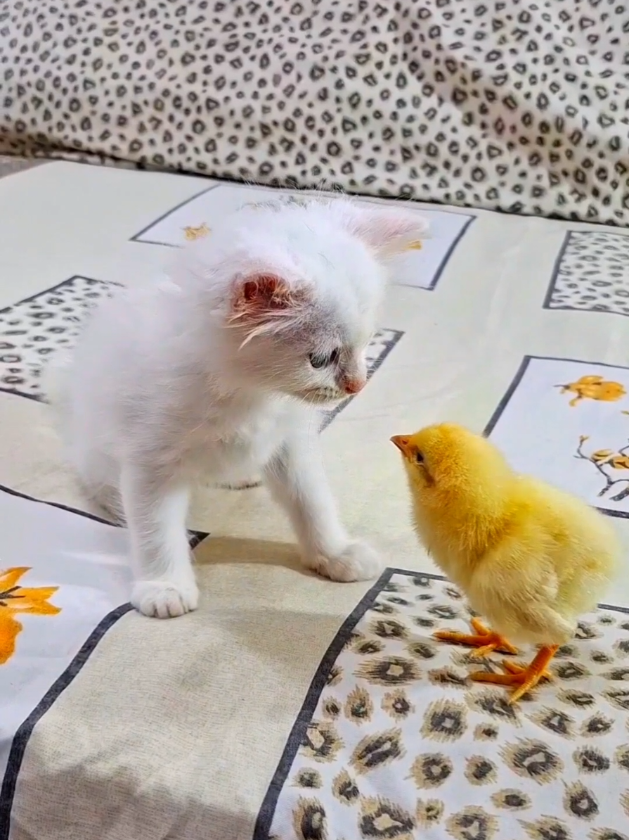 chick with cat vrey funny🐈🐥😅