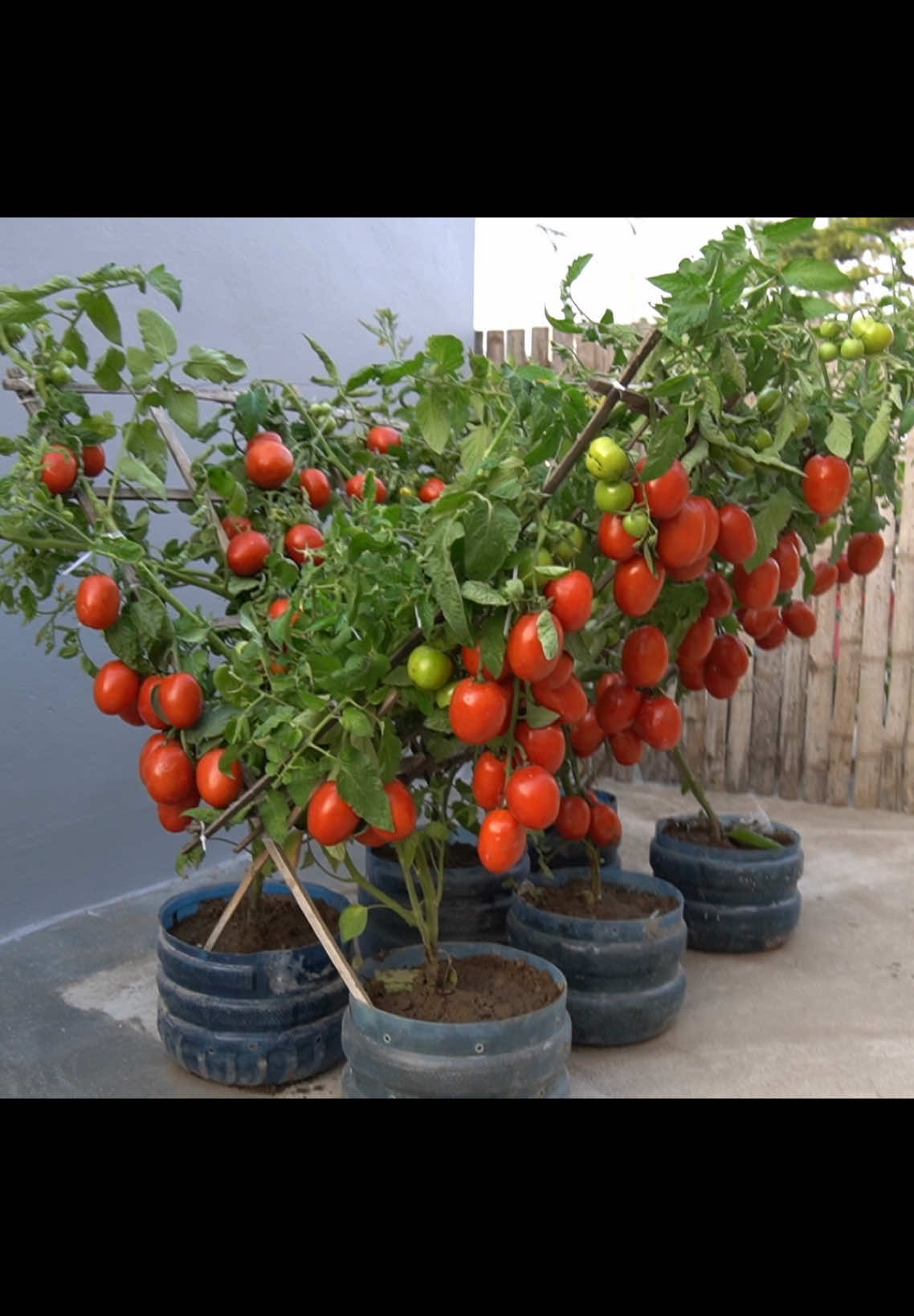 Tomato cultivation 5 times more productive #tomato #gardening 