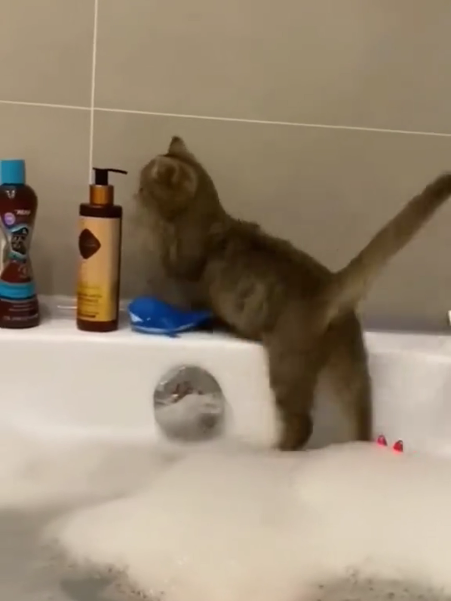 Cats – Pure Comedy! 🐱✨ #funnycatvideos #cutecatcats #pets #funnyanimal #catsoftiktok #viralcat #trendingvideo #adorable  #petsofinstagram #catlover