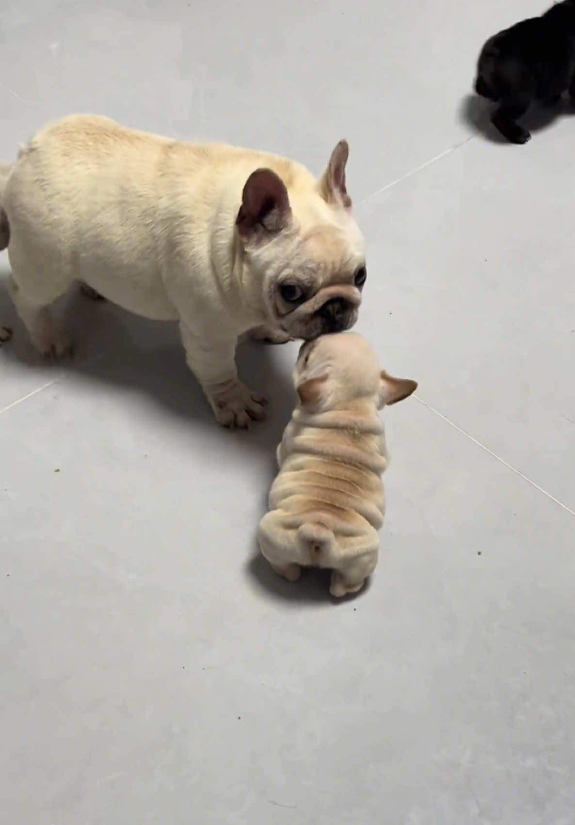 Don't like each other very much#frenchbulldog #dogmom#dogbaby #dogfight #dogsoftiktok #foryou #foryoupage #viralvideo 