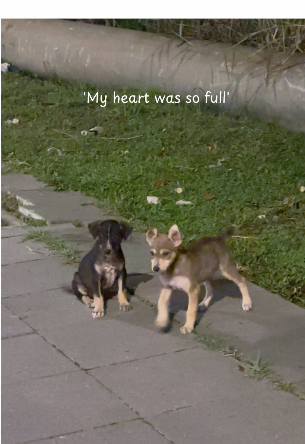I'm eternally grateful #for #foryou #fyp #fypシ #animallover #kongsirezeki #foryoupage 