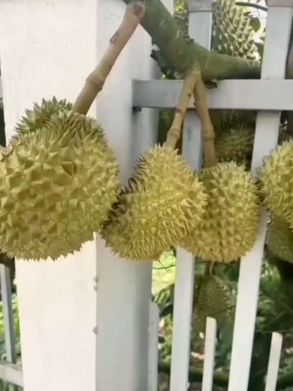 Wes ndang di panen saja mas e🤣🤣🤣 #videolucu #videongakak #videohumor #durian #duriantetangga #durianmontong