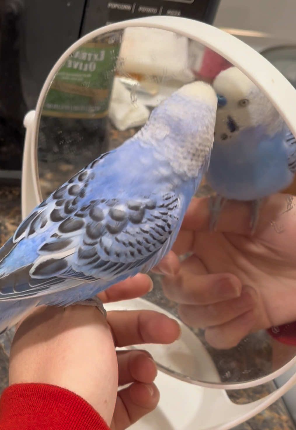 Turkey talking to his reflection. #Turkeybudgie #parakeet #cuteanimals #birdsoftiktok #talkingparrot #smartpet #freerangebirds #mirror 