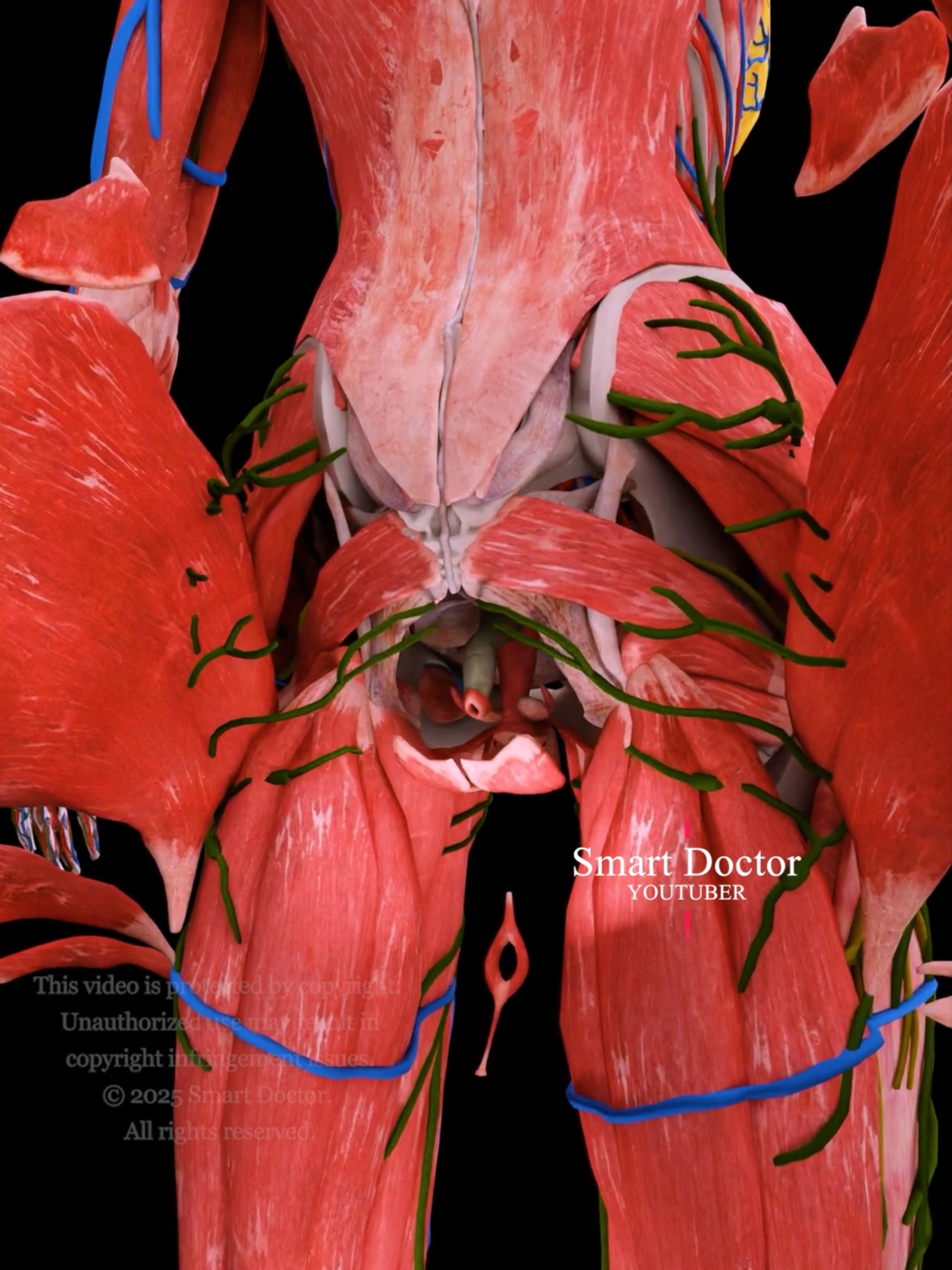 #TikTokAwards  🔍 Anal Canal Handles: A Deep Dive into the Large Intestine 🌊 . . The anal sphincters are important structures involved in the control of bowel movements. They consist of two main parts: Internal Anal Sphincter Location: It is located within the anal canal and is made of smooth muscle. Function: This sphincter is involuntary and helps maintain continence by keeping the anal canal closed at rest. It relaxes during defecation to allow stool to pass. External Anal Sphincter Location: Surrounding the internal sphincter, this sphincter is made of skeletal muscle. Function: It is under voluntary control, allowing an individual to consciously contract or relax it to aid in bowel control. It plays a crucial role in maintaining continence, especially during activities that increase abdominal pressure. The large intestine, also known as the colon, is a vital part of the digestive system. Here are some key points about it: Anatomy Location: The large intestine extends from the cecum to the rectum. Sections: It consists of four main parts: Cecum: The beginning of the large intestine, connected to the small intestine. Colon: Divided into four segments: ascending, transverse, descending, and sigmoid. Rectum: The final section, leading to the anus. Functions Water Absorption: Reabsorbs water and electrolytes, which helps in forming solid waste (feces). Bacterial Fermentation: Hosts beneficial bacteria that aid in digesting certain materials and producing vitamins (like vitamin K). Storage: Temporarily stores fecal matter until it is expelled from the body. Health Considerations Diseases: Common issues include constipation, diarrhea, irritable bowel syndrome (IBS), and colorectal cancer. Preventive Care: Regular screenings and a healthy diet can help maintain large intestine health. . . #AnalCanal #largeintestine #colon #anatomi #anatomia #anatomía #Rectum #pregnancy #heart #pregnant #medicina #doctor #माहवारी #月経 #임신 #妊娠 #gravidez #fetal #Love #shorts #viral #Childbirth #new_life #infant #ベイビー #베이비 #SmartDoctor1 #femalemodel #Female #humanleg #anatomy #skeletalsystem #muscularsystem #nervoussystem #lymphaticsystem #circulatorysystem #Rectum