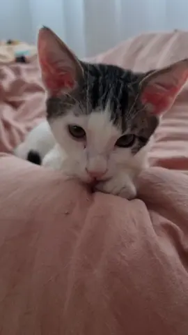 Mãe! Fuilma eu! #gatosfofos #gateiros #gato #cat #gatos #cats #catsofinstagram #catlover #gatosdoinstagram #viral #humor #meme 