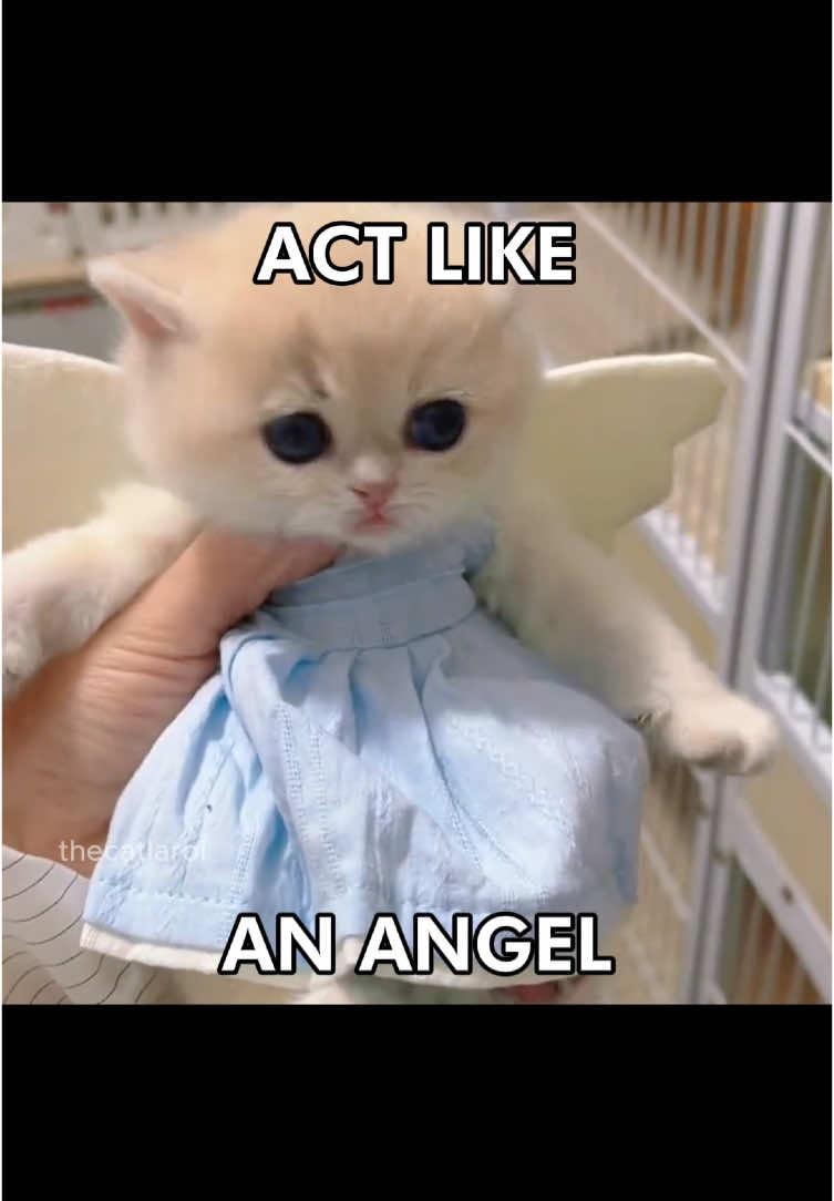 🗣️🗣️ ACT LIKE AN ANGEL AND DRESS LIKE CRAZY 🔥🔥 #crazy #lesserafim #catcore #catsoftiktok #fyp 