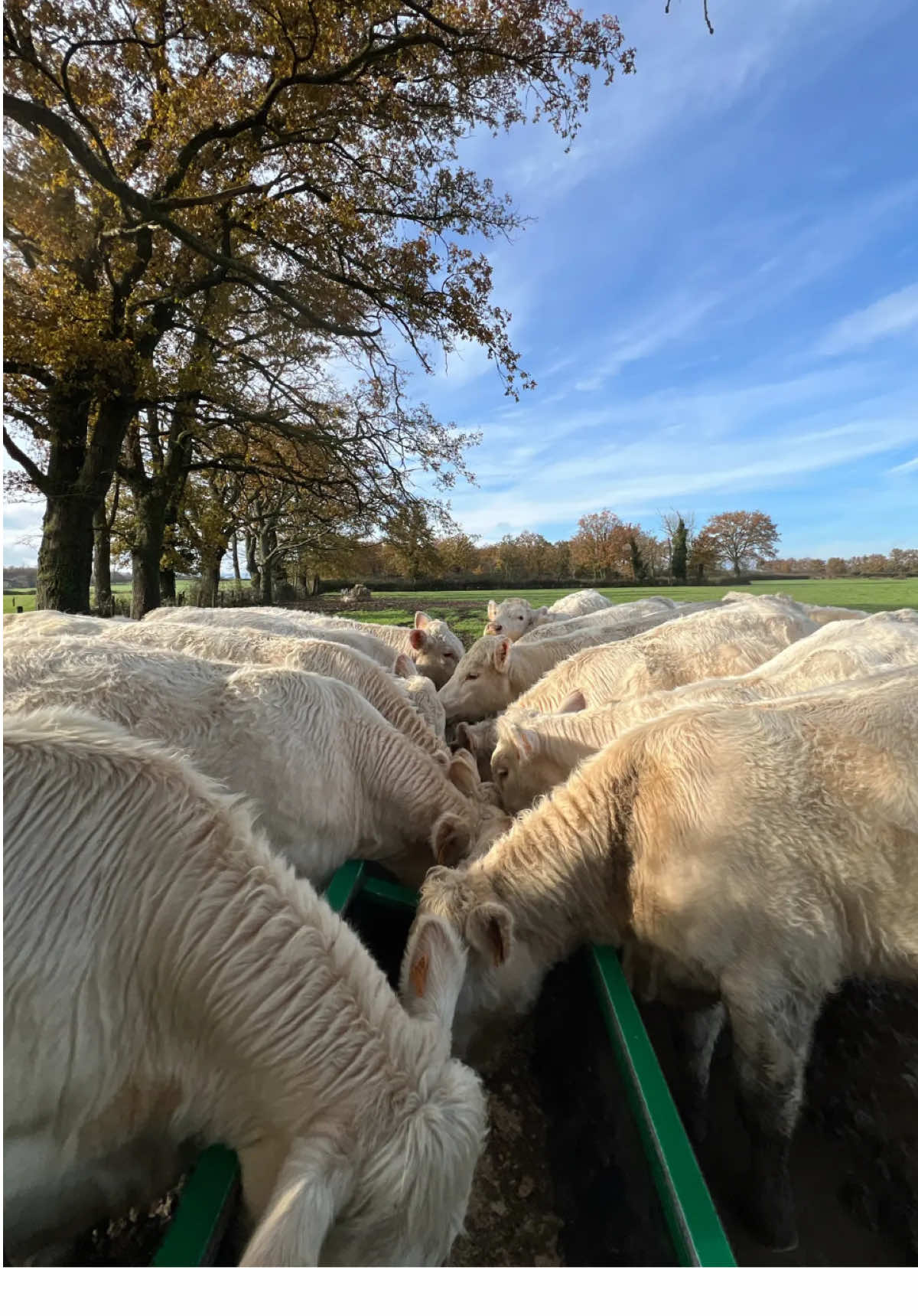 Et les peines ont a pas tous les mêmes ❤️‍🩹  #agricolefrance #jd #ja #ensilage #dordogne #rhonealpes #lotetgaronne #girond #saison #agricultrice #vache #charolaise #roanne 