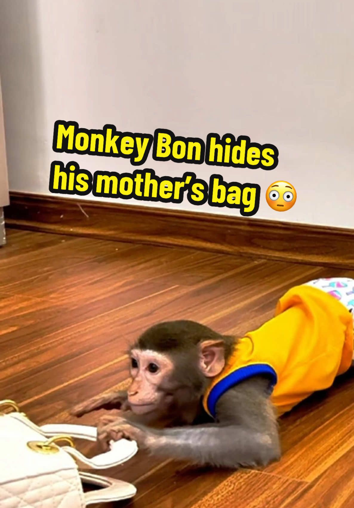 Khỉ Bon giấu túi sách vì không muốn mẹ đi làm #monkey #monkeycute #monkeyfamily #monkeybonbon #monkeyfunny #monkeysmart #khỉ #khỉthôngminh #dongvat #thucung 