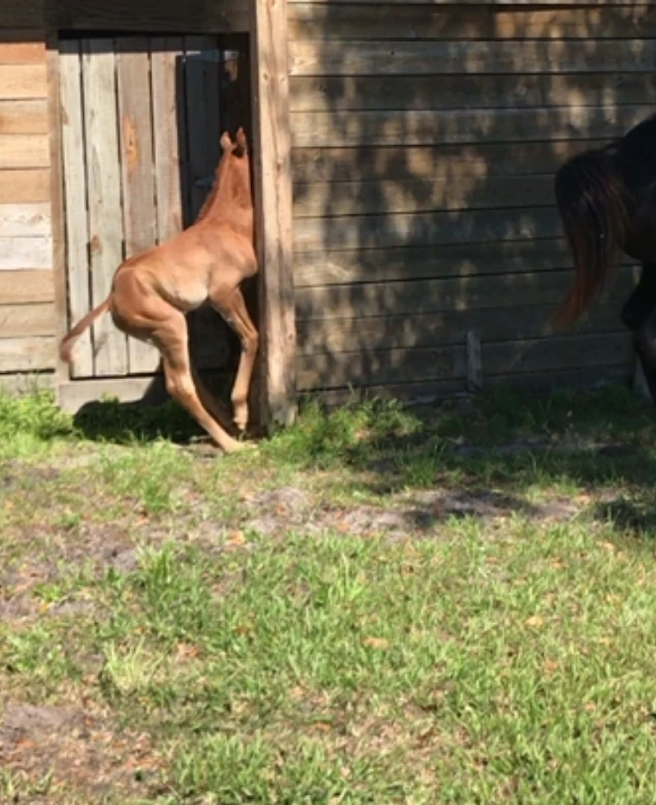 Throw back to Charlotte constantly running into things as a new born. I was concerned she couldn’t see, but she was just clumsy #horsesoftiktok #foalsoftiktok #foals #broodmares #clumsy #laroseph #aqha #throwback 