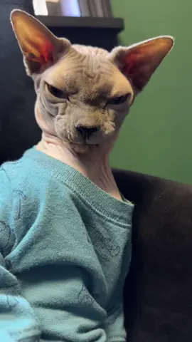#onthisday he definitely is a walking fart.. #cat #catsoftiktok #sphynx #buzz 