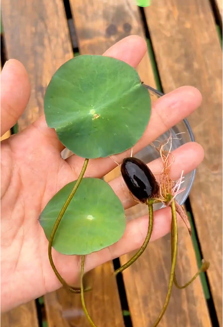You will love this #tiktokshop 