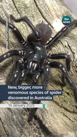 New, larger species of venomous spider discovered in Australia. Nicknamed 'Big-boy', this breed of funnel web spider can grow to nearly 10cm long. #itvnews #australia #spiders