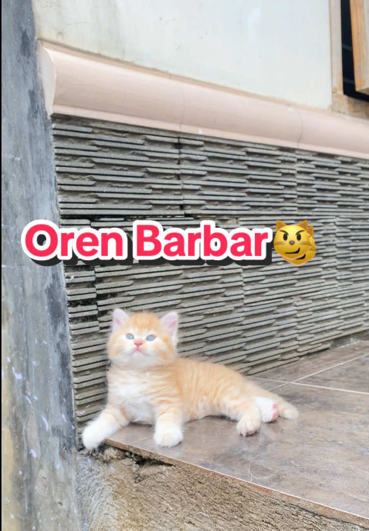 Oyen barbar #fyppppppppppppppppppppppp #kucingtiktok #kucinglucu #kucingkuli 