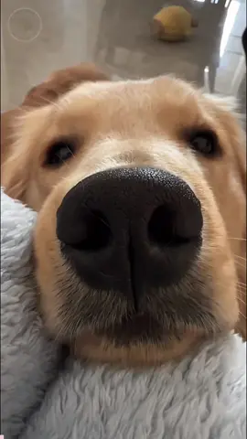 When your adorable baby demands ALL your attention 🥺❤️ 🐶 #dogsoftiktok #doglover #petlover #cutedog #glodenretriver 