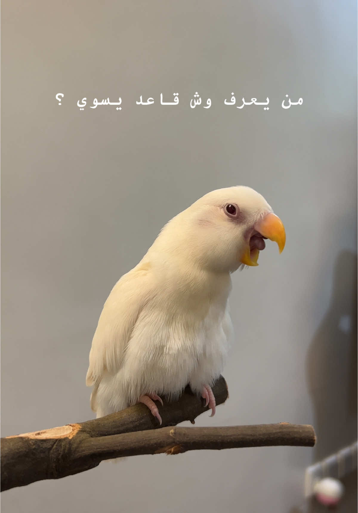 #fyp #اكسبلور ##ببغاء #روز  #🦜 