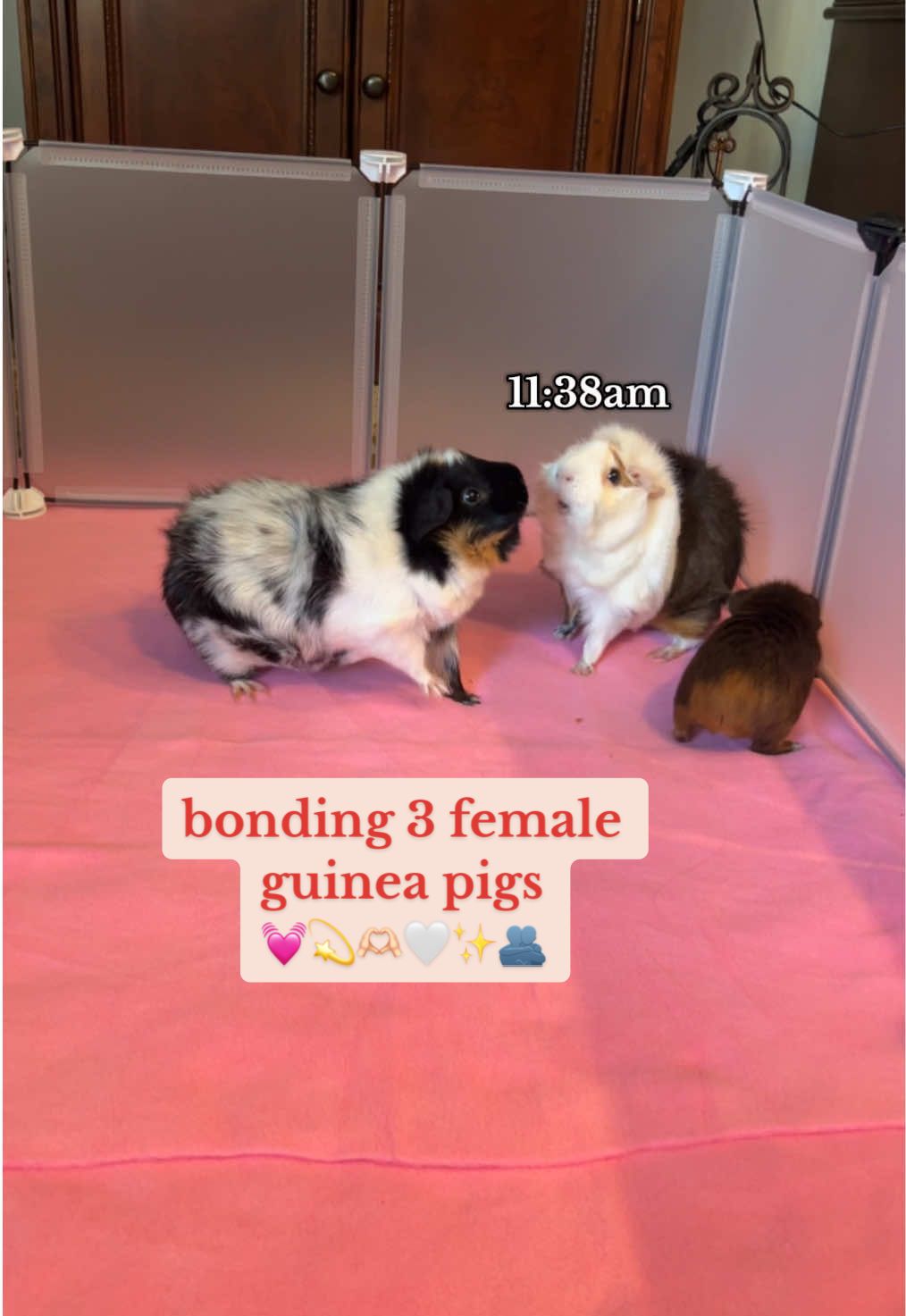 pls disregard how many times i said “that’s unnecessary” bc i know it was very necessary 🥲 what do we think?! did it work?! 🤭💓 #guineapig #smallanimals #bonding #guineapigsoftiktok #bondingtime #funny #timestamps #babyguineapig #petloss #grief #lifeafterloss 