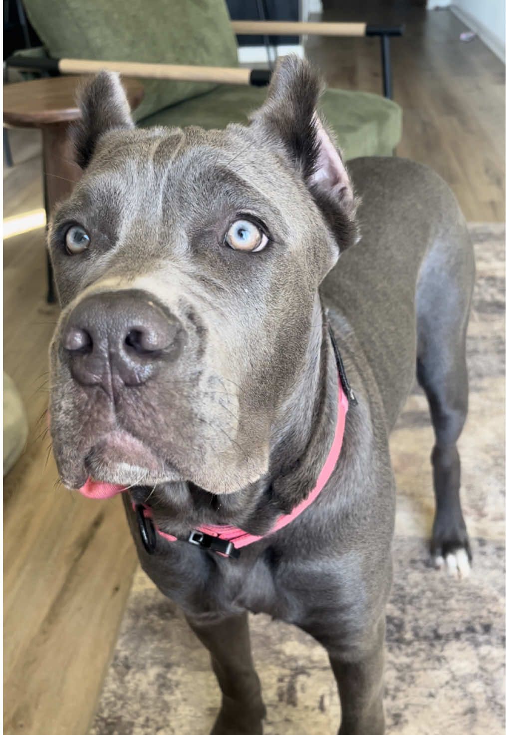 Not wrong. Don’t mess with my babies! #canecorso #puppy #scared #spoliedrotten 