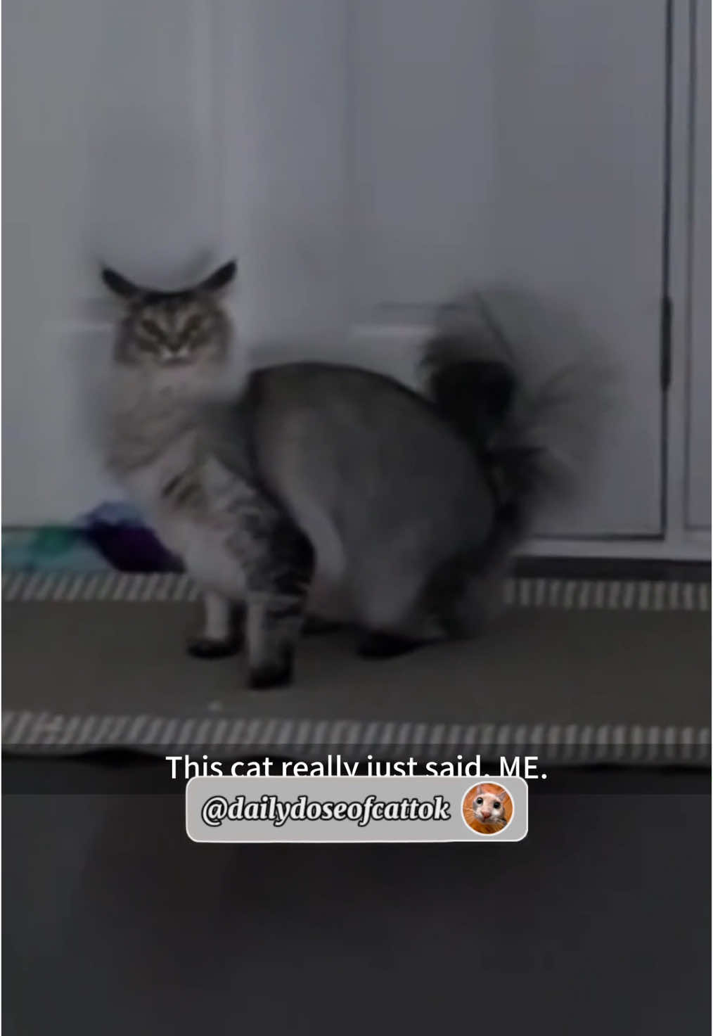 Here is a funny cat Compilation for you🤣 #cat #cats #funnycats #foryou #catcore #kitty 