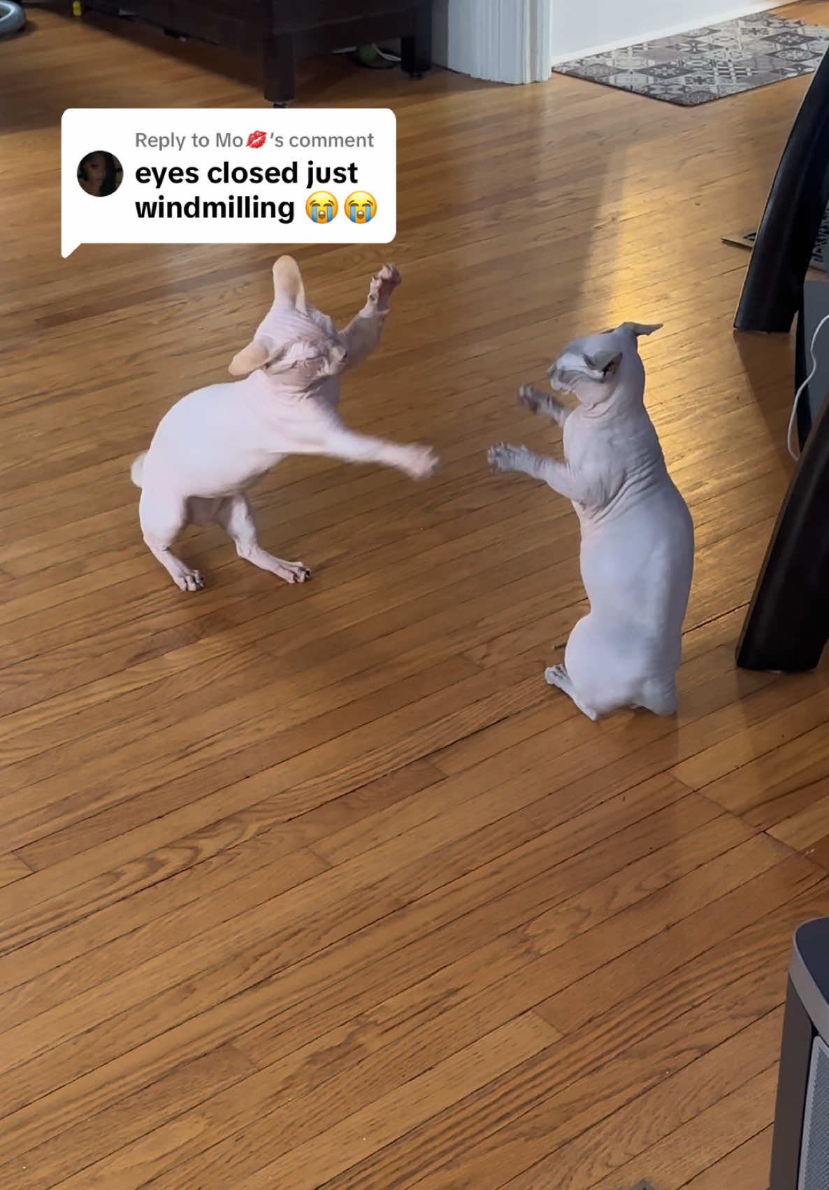 Replying to @Mo💋 lmao #sphynx #bambinosphynx #cutecats #tiktokcat #viral #viralkitties #shortlegs #shortlegcat #munchkincat #munchkin #kangaroocat #boxing #trending #trendingvideo #beerus #miketyson #jakepaulboxing #miketysonboxing #funny #cute #wholesome 