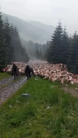 What is it about watching a man lead a herd of sheep over a mountain pass that feels like you’re witnessing something eternal? Here, in the highlands of Romania, where the Carpathian Mountains rise like the worn teeth of an ancient god, transhumance isn’t just a way of life—it’s a passage through time itself. The journey is hard, unrelenting, and yet, it is where the soul of Romania breathes. Shepherds, with faces weathered by wind and sun, carry the wisdom of generations, their movements deliberate, their pace in sync with the pulse of the earth beneath their feet. They’re not just herding sheep; they’re guiding the essence of their culture across a landscape that has shaped every ounce of their being. This isn’t some romanticized tale from a forgotten era; it’s a raw, visceral connection between man, beast, and the land. From the grass of the valley floor to the table of the peasant, transhumance is the thread that stitches together the fabric of this place. The sheep graze on wild, untainted grasses, their hooves striking notes on the stones that have been there for millennia. They carry the taste of the mountains in their woolly backs—earthy, rich, and true. By the time the shepherds bring their flocks down to the villages, these sheep have become something more than mere livestock; they’re the very embodiment of this rugged, indomitable land. And what they produce? Cheese. But not just any cheese. Brânză de burduf, matured in the cold air of these alpine meadows, is more than food—it’s the distillation of everything these mountains have seen, felt, and held. You sit at a wooden table in a stone-walled cottage, a slice of this cheese before you. The flavor is intense, wild, defiant, as if the mountain itself has been captured in curd and whey. How many traditions like this remain, where every mouthful is a story, every meal a testament to survival? And how much longer will we have the privilege to taste such unadulterated truth? Video by @bobb11_oficial  [Carpathian Mountains, Romanian Highlands, Transhumance, Sheep Migration, Cultural Survival, Wilderness, Food Heritage, Alpine Meadows, Traditional Cheese, Rural Romania, Mountain Culture, Pastoral Life, Romanian Shepherds, Folk Traditions, Rustic Cuisine, Travel Romania] #romania #travel #carpathians #tradition