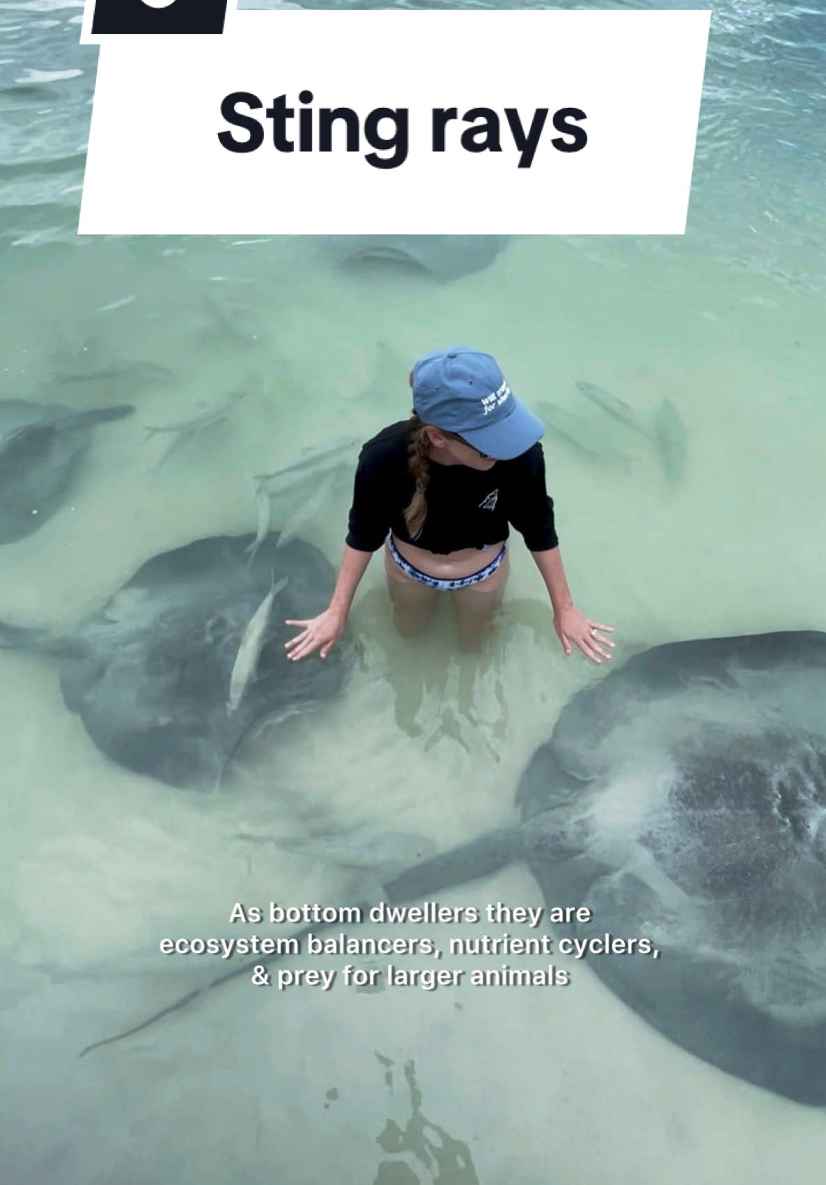 I have truly appreciated & loved the moments I’ve gotten to spend with sting rays. The late & great Steve Irwin would never want us to fear these amazing creatures! They have a vital role in the ocean’s ecosystems as bottom dwellers & are very rarely dangerous. Have you ever gotten to meet a sting ray? 💙🌊🛸  #stingray #ocean #diving #snorkeling #belize #savestingrays 