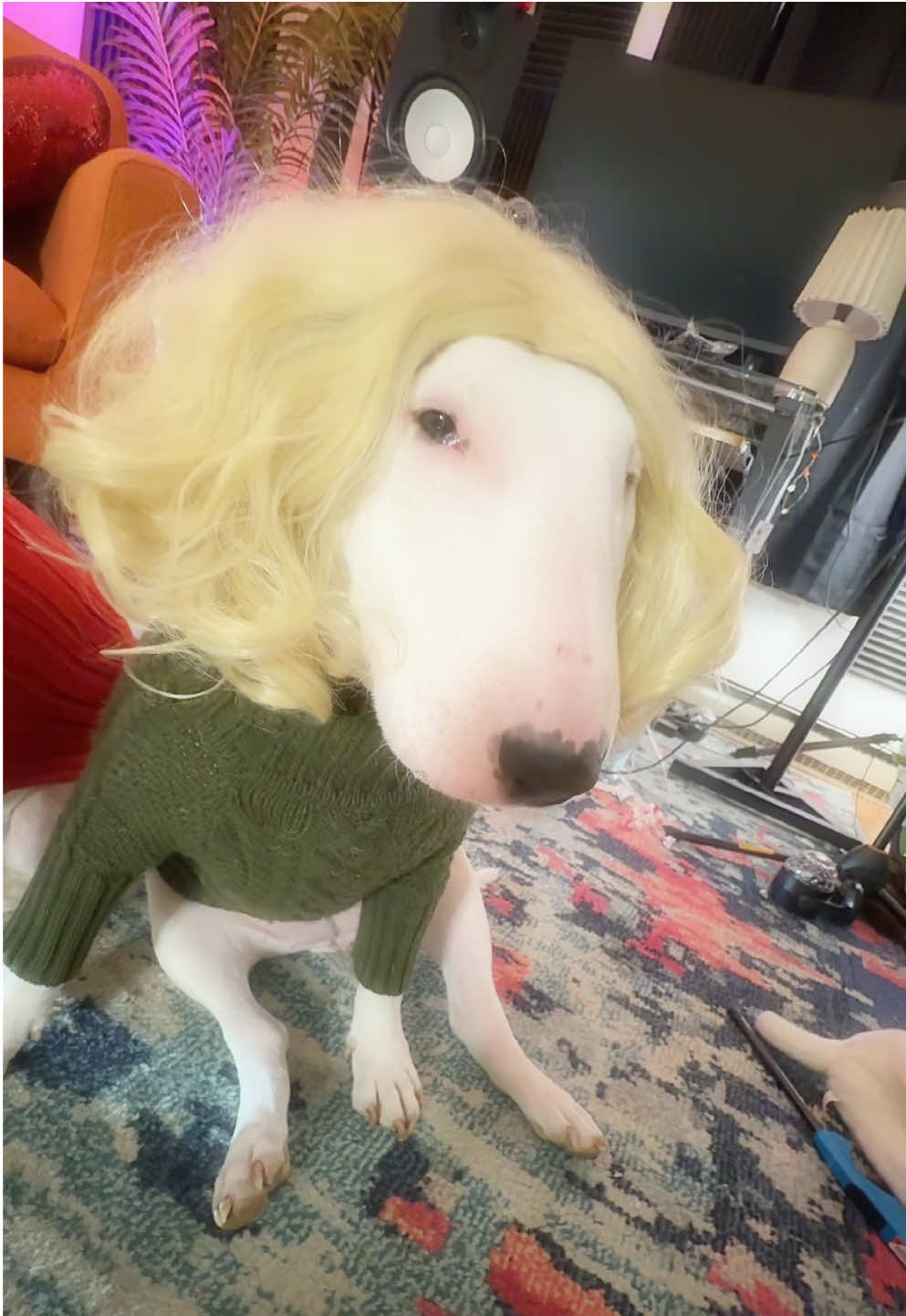 Kissy for you! #funny #memes #dogs #cutedogs #wigs 