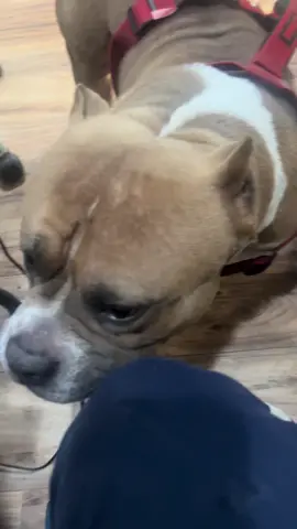 King Kong! #AmericanBullyXL #BullyLife #BullyNation #BullyLove #BullyPuppy #XLBully #BullyCommunity #BullyDogs #Pitbull #BullyStyle #BullyFamily #DogsofInstagram #DogLovers #Petstagram #InstaBully