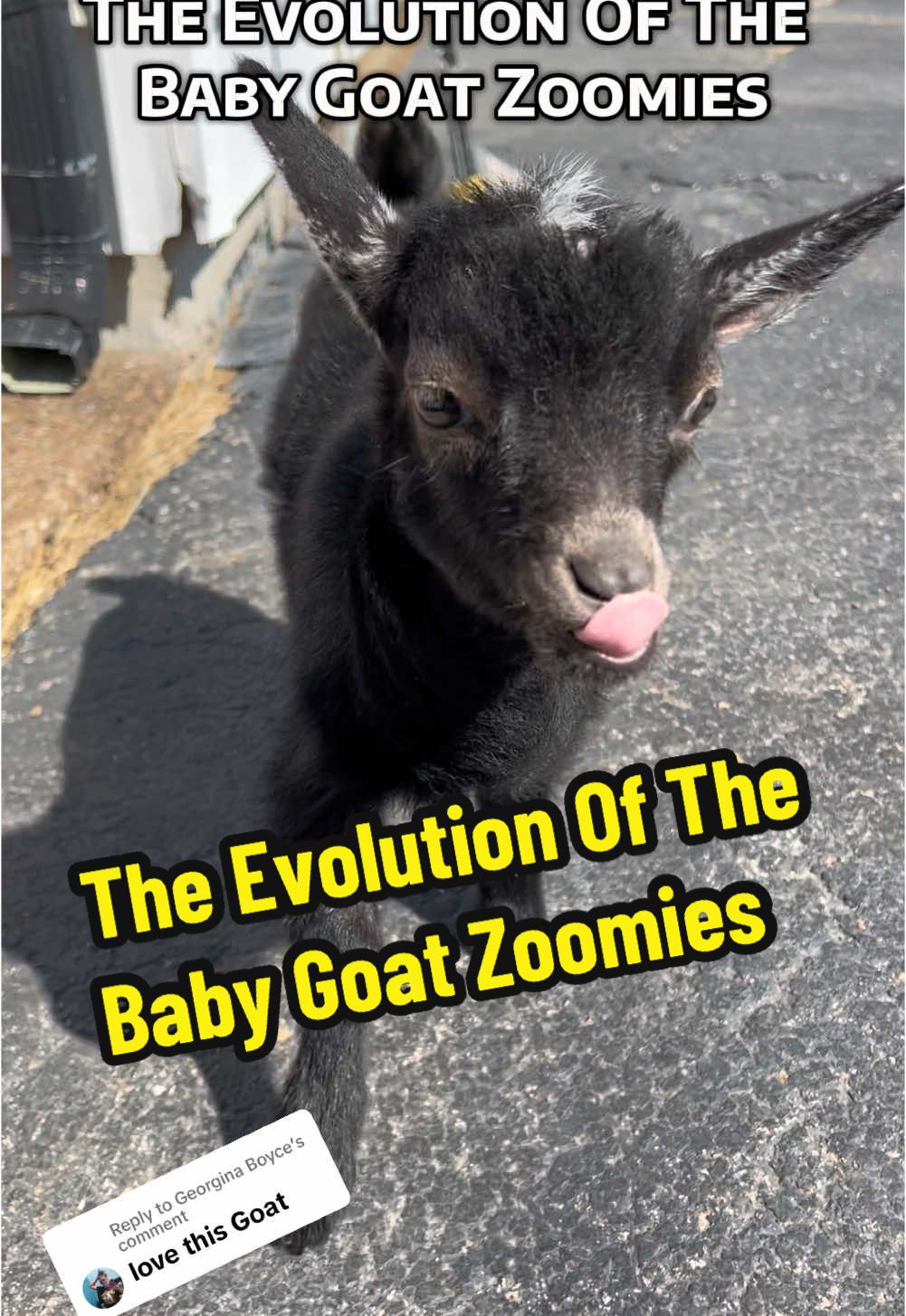 Replying to @Georgina Boyce Here’s a peek at the evolution of Winslow’s side step 😂 Baby goat Zoomies morph into adolescent goat Zoomies 😆  Love our Nigerian dwarf goats #fyp #creatorsearchinsights #goats #goatsoftiktok #nigeriandwarfgoats #PetsOfTikTok #farmlife #babygoats #babyanimals #cuteanimals #babygoat #funnyanimals #peekaboo #bingbang #kendrick pet goat, goat pet