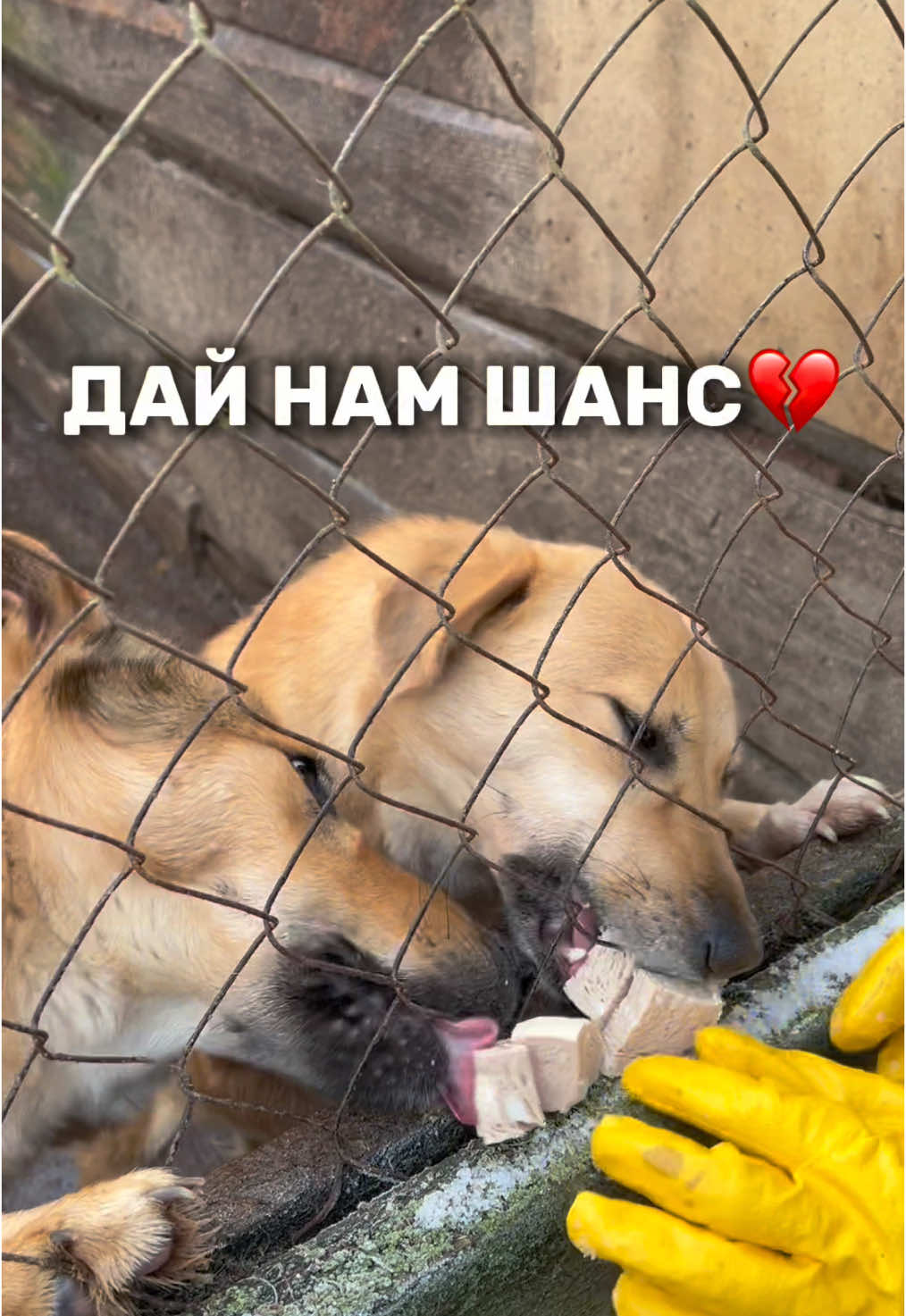 Вони чекають на тебе🥺. Якщо ти не можеш взяти собаку додому, ти все одно можеш допомогти: зроби донат на їжу хвостикам! навіть 50 грн можуть допомогти нагодувати собаку🐶 (у шапці профілю). Врятуй життя - зміни світ для однієї душі! https://send.monobank.ua/jar/4zhRmr64KC.                                   #притулок #притулоккиїв #адопція #безхатнітварини #некупуй_прихисти #adoptmedays #притулокдлясобак #shelterdog #ukraine #рекомендації #recommendations #rec #fyp #on 