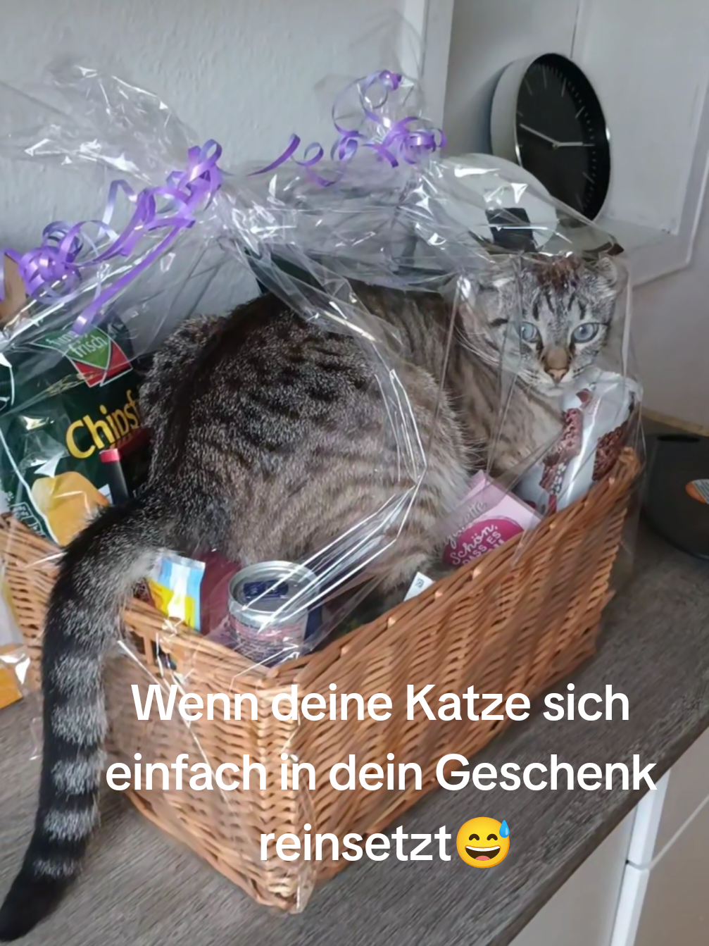 Wenn deine Katze sich einfach in dein Geschenk reinsetzt,super Geschenk😄 #Loki&Nala,#katze,#Geschenk 