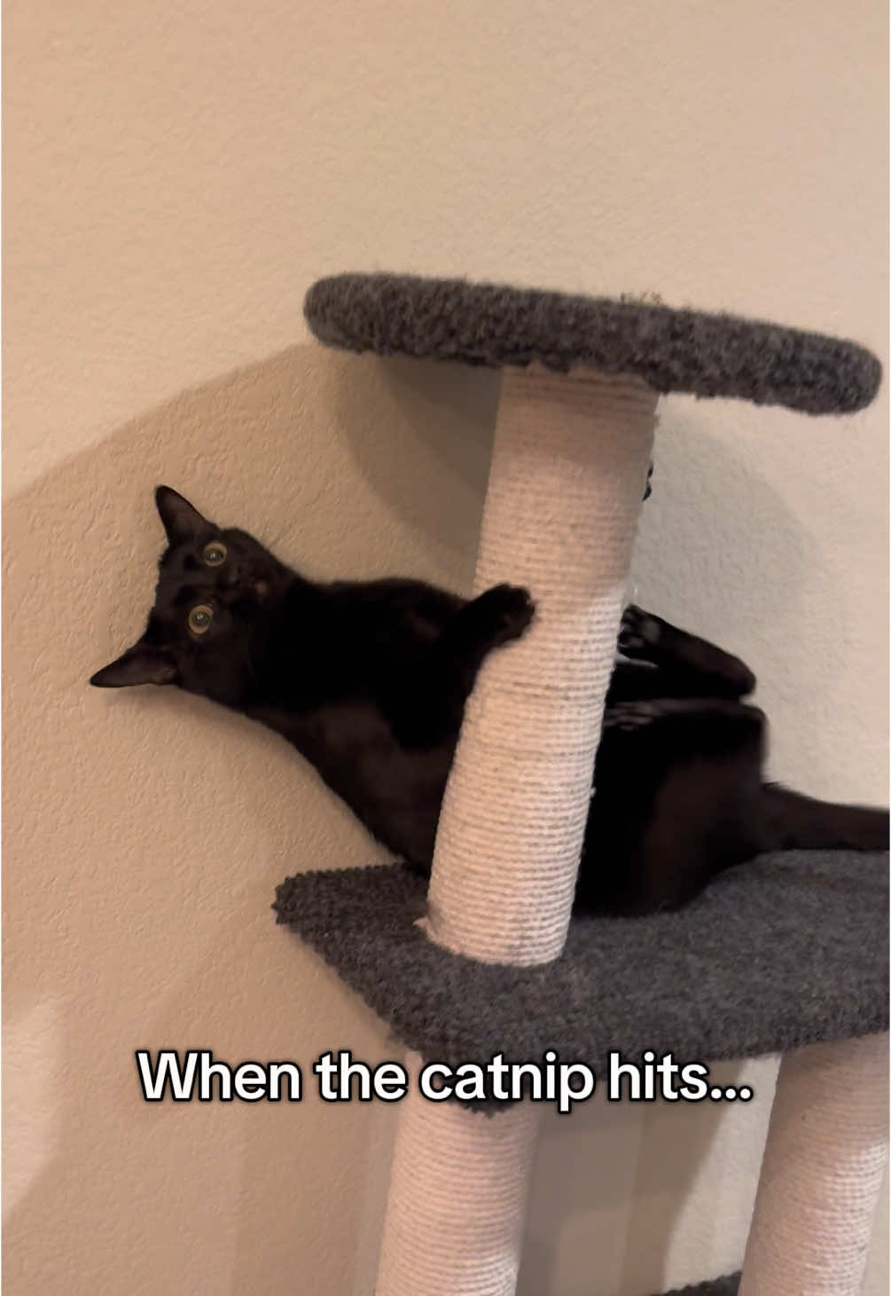 #catnip #funnyvideo #funnycats #catsoftiktok #blackcat #nayathevoid 