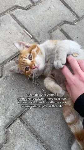 kediler de olmasa nası iyileşicem #fypp #kedi #kesfet 