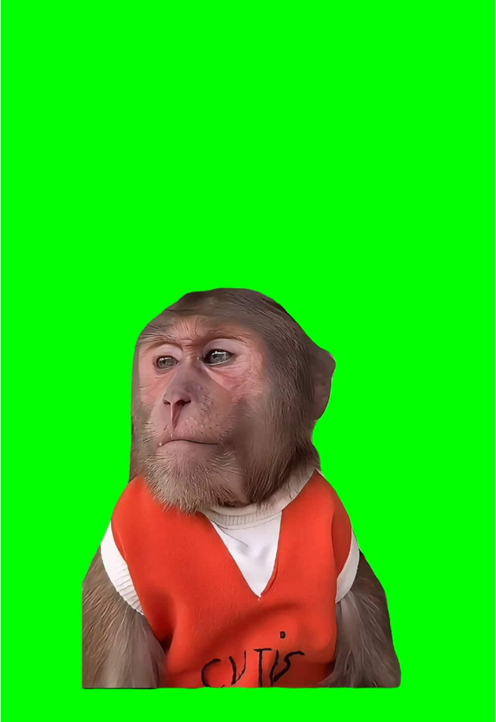 Monkey thinking Meme Green Screen #discord #capcut #capcut2025 #viralgoals #fyp #meme #greenscreen #viral #trend #memecut #monkey #