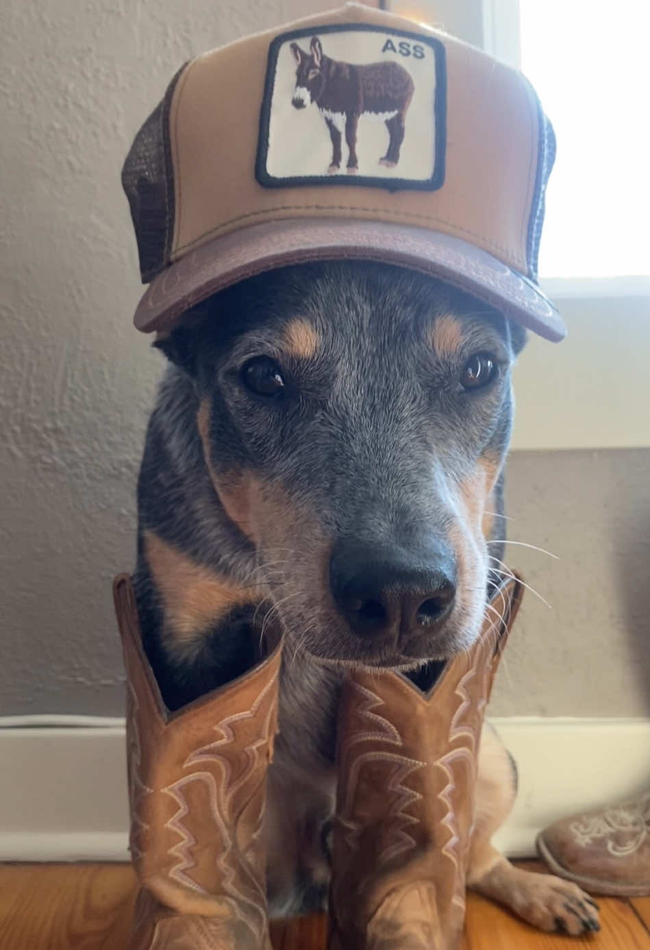 Don’t worry he was compensated for his time. #heeler #blueheeler #fypシ #cowboy 