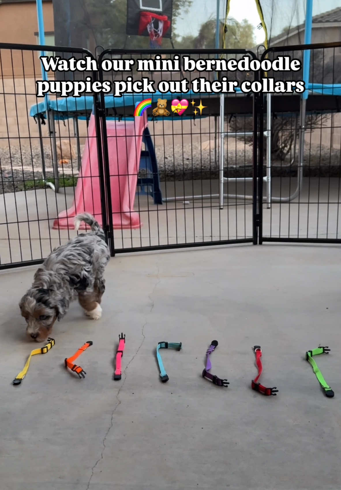 Official collar picks for these cuties!🌀🌈🐶💗🍊 Puppies are 6 weeks now and they had their first vet appointment yesterday. They all did amazing and are perfectly healthy! The vet was very impressed with their shiny coats and how well they do with handling. All our day to day exercises paying off!🥹🫶🏽 #bernedoodlepuppies #collarpicks #puppyactivity #arizonabernedoodle #gilbertbernedoodle #queencreekdoodles #bernedoodlevideo #puppycurriculum #badassbreeder #badassbreederprogram