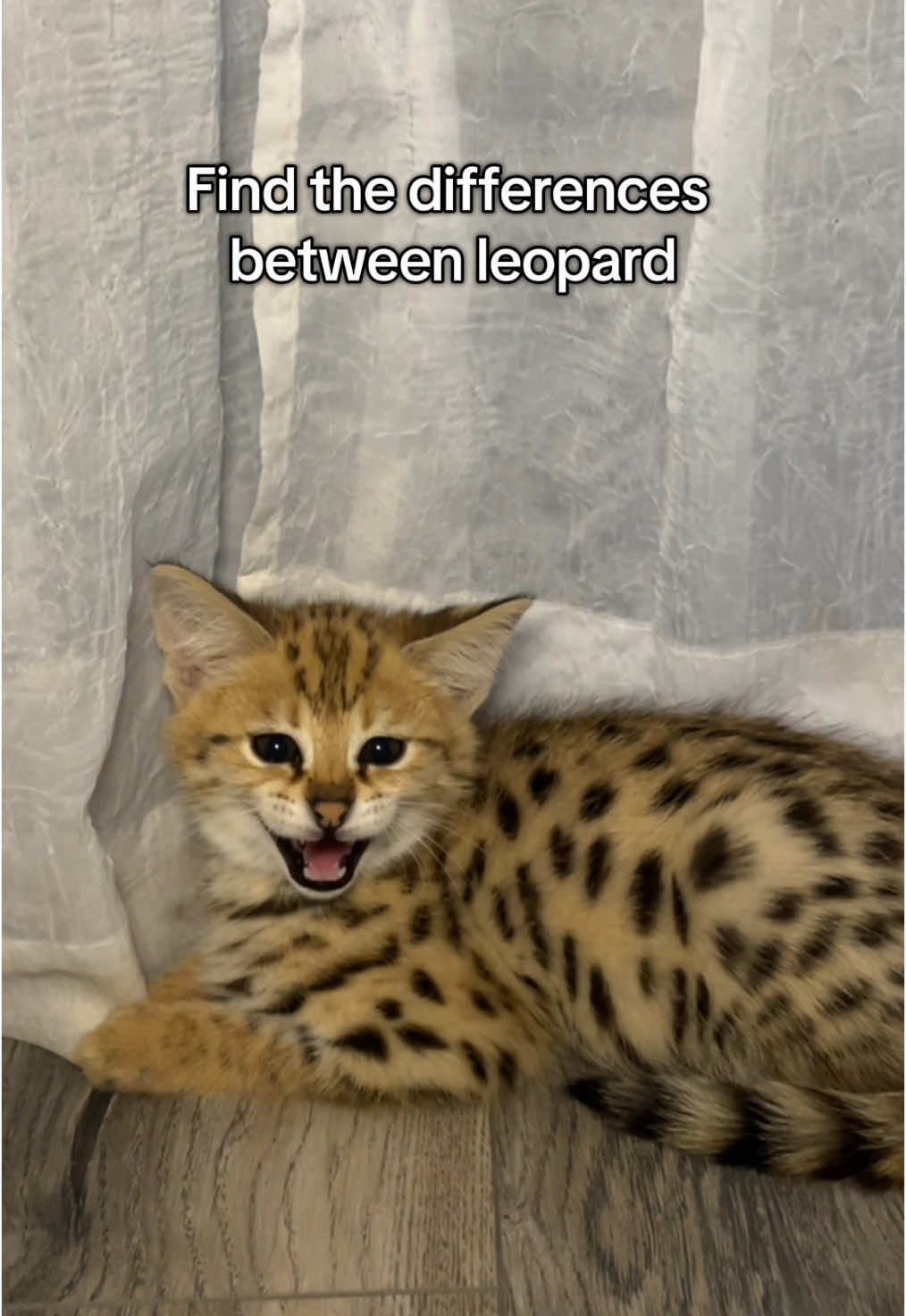 Did you find any differences? 😺#f1savannah #leopard #savannahcats 