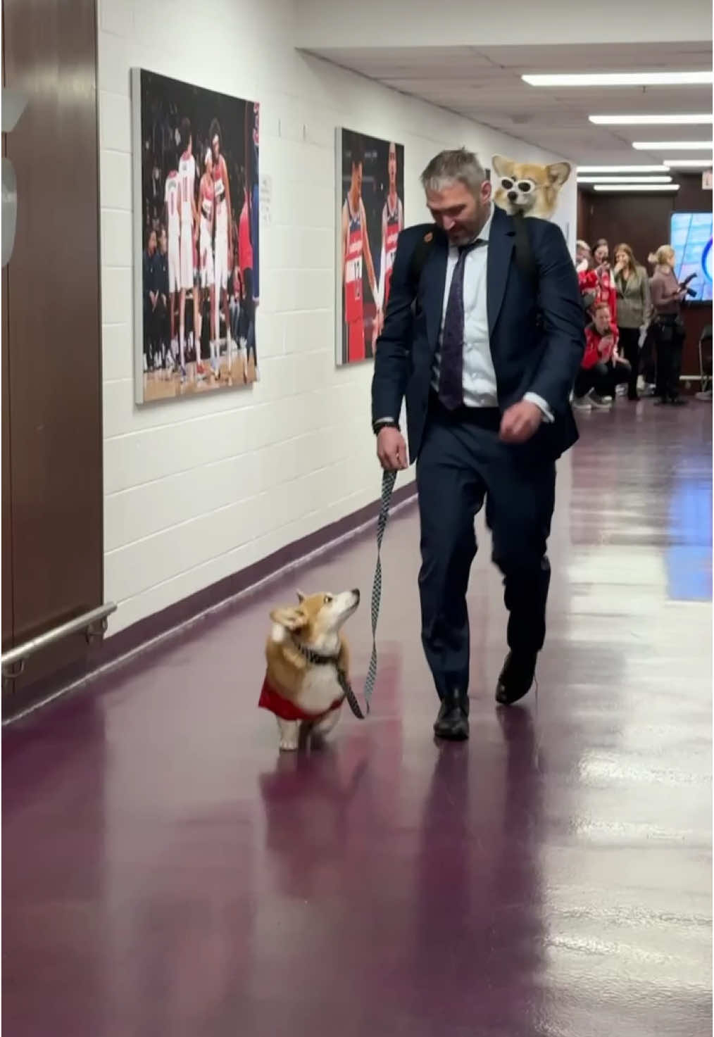 best thing on the internet today @Hammy & Olivia Corgi @Madmaxfluffyroad 🇺🇸 #dogsoktiktok #corgisoftiktok #dogbackpack #hockey #ovechkin 